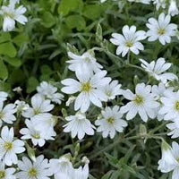 Silver Carpet Flower seeds for Planting Cottage Garden Essential Heirloom & GMO Free Seeds for Home Garden