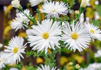 Aster Flower Flower seeds for Planting Vibrant Colors Heirloom & GMO Free Seeds for Home Garden