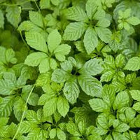 Heirloom Pentaphyllum Flower seeds for Planting Bright Blooms Heirloom & GMO Free Seeds for Home Garden