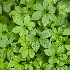 Heirloom Pentaphyllum Flower seeds for Planting Bright Blooms Heirloom & GMO Free Seeds for Home Garden