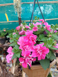 Pink Double Petunia Flower seeds for Planting - Easy to Grow, Heirloom & GMO Free Seeds for Home Garden