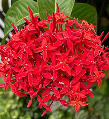 Enana Roja Flower seeds for Planting - Low Maintenance, Heirloom & GMO Free Seeds for Home Garden