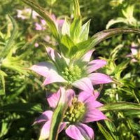 Purple Monarda Punctata Flower seeds for Planting - Seasonal Bloomer, Heirloom & GMO Free Seeds for Home Garden