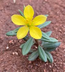 Talinum Caffrum Flower seeds for Planting - Garden Favorite, Heirloom & GMO Free Seeds for Home Garden
 
 Sale