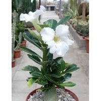 Adenium Flower seeds for Planting - Bright Blooms, Heirloom & GMO Free Seeds for Home Garden
 
 Sale seeds for home garden