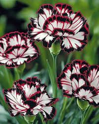Maroon (Maroon White) seeds for planting in home garden