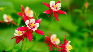 Red Green Aquilegia Flower Seeds for Planting Compact Growth Heirloom & GMO Free Seeds for Home Garden
 
 Sale