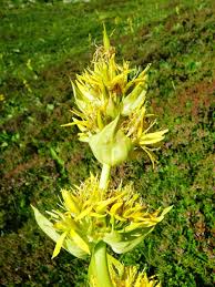 Yellow Gentian Flower seeds for Planting - Shade Tolerant, Heirloom & GMO Free Seeds for Home Garden
