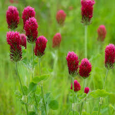 Red Clover Flower seeds for Planting - Easy to Grow, Heirloom & GMO Free Seeds for Home Garden