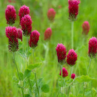 Red Clover Flower seeds for Planting - Easy to Grow, Heirloom & GMO Free Seeds for Home Garden