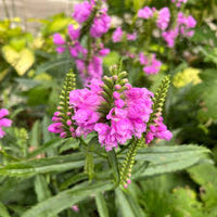 Pink Physostegia Flower seeds for Planting - Bright Blooms, Heirloom & GMO Free Seeds for Home Garden