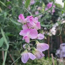 Lathyrus Latifolius Flower seeds for Planting - Seasonal Bloomer, Heirloom & GMO Free Seeds for Home Garden