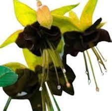 Yellow Black Fuchsia Hybrida Flower Seeds Drought Tolerant Heirloom & GMO Free Seeds for Home Garden
 
 Sale