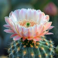 Cactus Flower seeds for Planting - Compact Growth, Heirloom & GMO Free Seeds for Home Garden