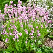 Pink Lavender Marjoram Flower seeds for Planting - Hardy Variety, Heirloom & GMO Free Seeds for Home Garden