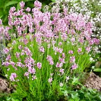 Pink Lavender Marjoram Flower seeds for Planting - Hardy Variety, Heirloom & GMO Free Seeds for Home Garden