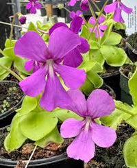 Butterwort Seeds for Planting: Grow Your Own Flower Plants