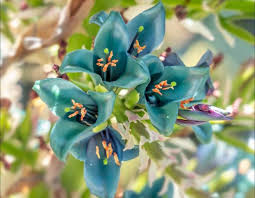 Puya Flower seeds for Planting Compact Growth Heirloom & GMO Free Seeds for Home Garden