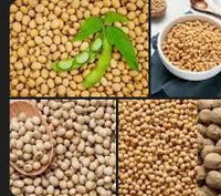 Brown Edible Soybean Seeds - 1 Planting Seeds
