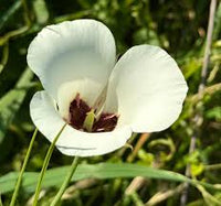 Calochortus Flower seeds for Planting - Bright Blooms, Heirloom & GMO Free Seeds for Home Garden