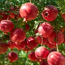 Pomegranate Tree (Punica granatum) Red Fruit Seeds – Sweet, Juicy, and Nutritious Fruit