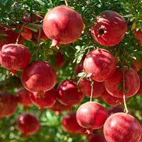 Pomegranate Tree (Punica granatum) Red Fruit Seeds – Sweet, Juicy, and Nutritious Fruit