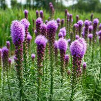 Blazing Flower seeds for Planting Colorful Display Heirloom & GMO Free Seeds for Home Garden