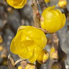 Yellow Chimonanthus Flower seeds for Planting - Perfect for Borders, Heirloom & GMO Free Seeds for Home Garden