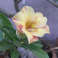 Obesum Flower seeds for Planting Fragrant Blossoms Heirloom & GMO Free Seeds for Home Garden