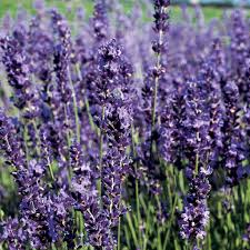 Lavender Provence Flower seeds for Planting - Cut Flower Favorite, Heirloom & GMO Free Seeds for Home Garden