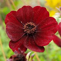 Marron Atrosanguineus Flower seeds for Planting - Hardy Variety, Heirloom & GMO Free Seeds for Home Garden
