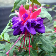 Light Blue Pink Fuchsia Flower Seeds for Planting Pollinator Friendly Heirloom & GMO Free Seeds for Home Garden
 
 Sale