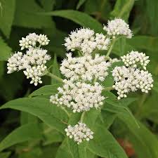 White Eupatorium Perfoliatum Flower seeds for Planting - Vibrant Colors, Heirloom & GMO Free Seeds for Home Garden