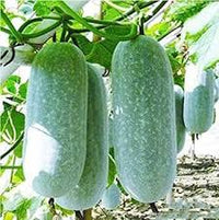 White Wax Gourd Vegetable Seeds for Planting