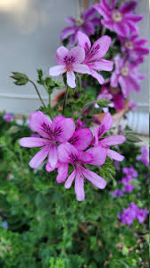 Light Violet Pelargonium Flower Seeds for Planting Low Maintenance Heirloom & GMO Free Seeds for Home Garden
 
 Sale