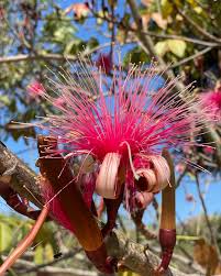 Ellipticum Flower seeds for Planting Sun Loving Heirloom & GMO Free Seeds for Home Garden