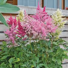 Olivetta Perennial Flower seeds for Planting Shade Tolerant Heirloom & GMO Free Seeds for Home Garden