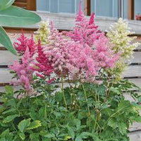 Olivetta Perennial Flower seeds for Planting Shade Tolerant Heirloom & GMO Free Seeds for Home Garden