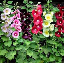 Mixed Hollyhock Flower seeds for Planting - Garden Favorite, Heirloom & GMO Free Seeds for Home Garden