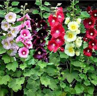 Mixed Hollyhock Flower seeds for Planting - Garden Favorite, Heirloom & GMO Free Seeds for Home Garden