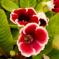 Sinningia Gloxinia Flower Seeds for Vibrant Indoor and Outdoor Blooms