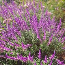 Lavender Barbara Flower seeds for Planting - Colorful Display, Heirloom & GMO Free Seeds for Home Garden