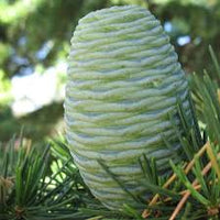 Cedrus Deodara Seeds for Planting