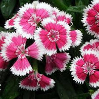 White Mix Dianthus Seeds For Planting - Elegant Flower Blooms