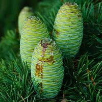 Cedrus Deodara Seeds for Planting