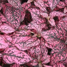 Pink Hypoestes Flower seeds for Planting - Sun Loving, Heirloom & GMO Free Seeds for Home Garden