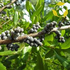 Green Myrtle Myrica Cerifera Seeds for Planting  Grow Beautiful Landscapes