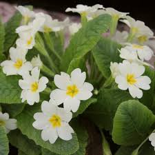 Green White Primula Flower Seeds – Seasonal Bloomer Heirloom & NonGMO for Home Garden
 
 Sale