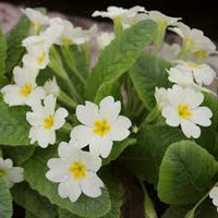 Green White Primula Flower Seeds – Seasonal Bloomer Heirloom & NonGMO for Home Garden
 
 Sale