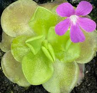 Mexican Butterwort Carnivorous Flower seeds for Planting - Hardy Variety, Heirloom & GMO Free Seeds for Home Garden